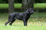 CANE CORSO 1213